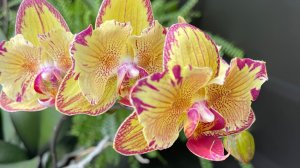 Орхидеи в марте 2 часть