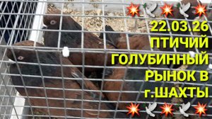 💥🕊💥 22.03.26 Птичий голубинный рынок в г.Шахты.