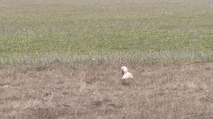 Федора. 29.03.26