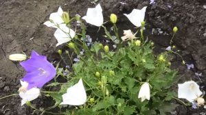 Всходы колокольчика карпатского на рассаду