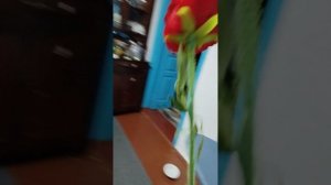 VID_20260329_184224.mp4