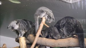 После завтрака всё семейство бинтуронгов гуляет по вольеру 27.03.2026