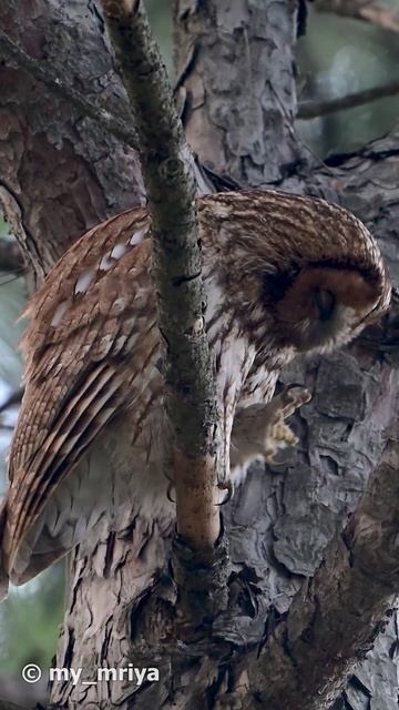 Крымские совы. Серая неясыть