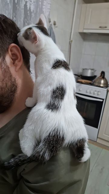 Причесон. Силя мастер #кот #парикмахер