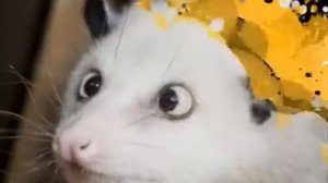 ВИА "Чемодан" - Хомячок