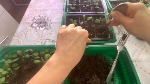 Распикировала цинерарию