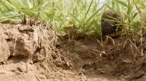 Этот маленький жук по-настоящему спасает планету - НАВОЗНИК!