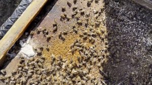 ЧИСТЕМ ДОНЬЯ