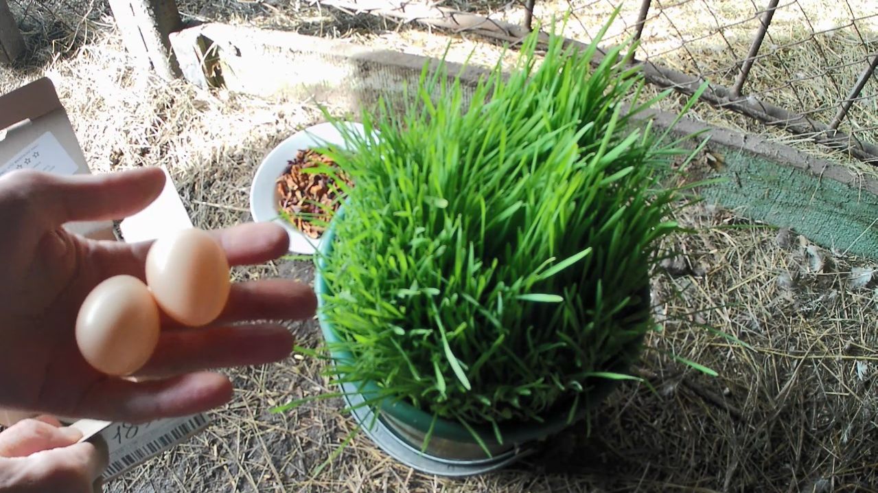 Витамины фазанам. Натуральный корм для домашней птицы. Вольер для фазанов в домашних условиях.