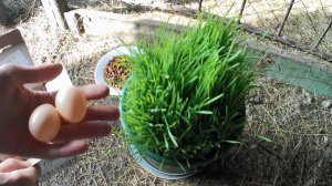 Витамины фазанам. Натуральный корм для домашней птицы. Вольер для фазанов в домашних условиях.