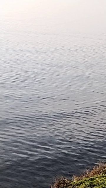 Море, яхта, кот