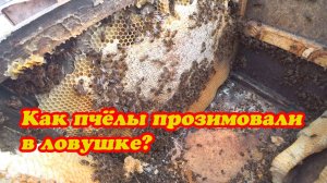 ПЕРЕСАЖИВАЮ ПОСЛЕ ЗИМОВКИ СИЛЬНЫЙ РОЙ ИЗ ЛОВУШКИ, СЛАБОНЕРВНЫМ НЕ СМОТРЕТЬ 18+