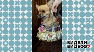 Самая нарядная собака. Видели видео? Фрагмент выпуска от 29.03.2026