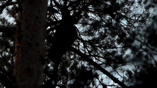 SAM_0162На болоте Чистый мох затоковал мошник-глухарь.