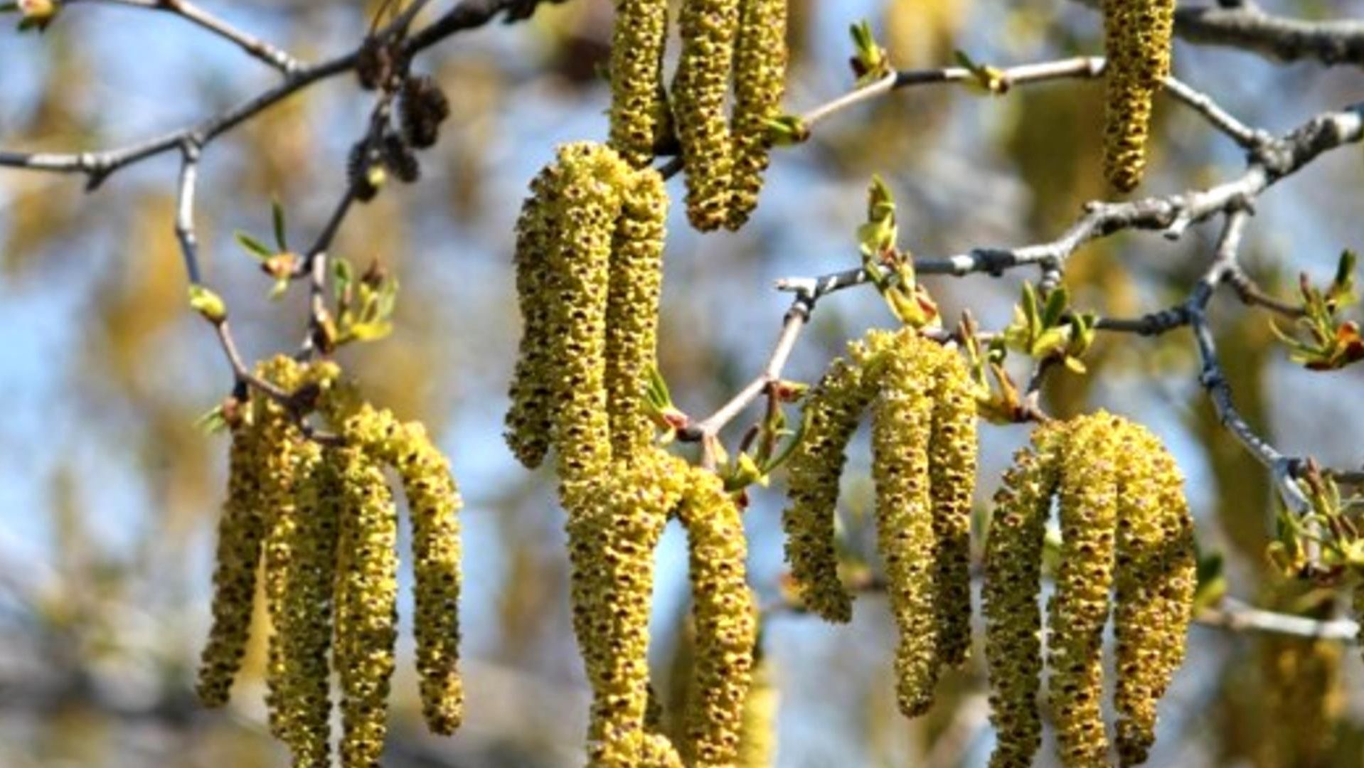 Народные праздники апреля с 16 по 20 .