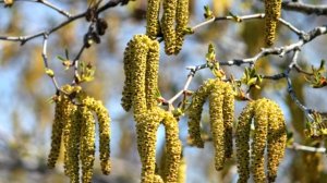 Народные праздники апреля с 16 по 20 .