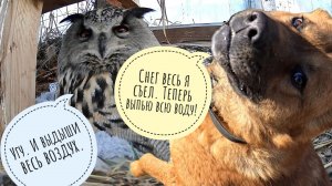 Сова Ёль уютится в ямке. Пёс Кубик бороздит просторы половодья речки. Гуси-лебеди летят!