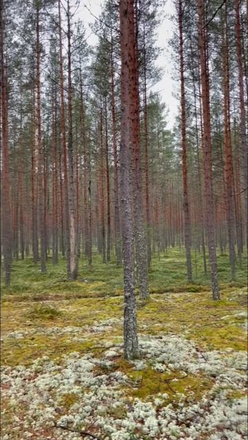 Карельский лес