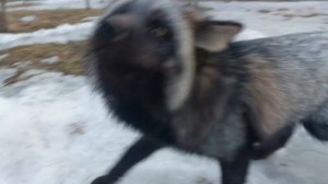 Кот к лисам