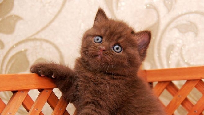 ЭТИ КОТЯТА РАСТОПЯТ ТВОЁ СЕРДЦЕ 😻