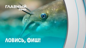 “Незваный гость” из Америки: сомик заполонил белорусские водоёмы. Главный эфир