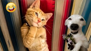 СМЕШНЫЕ КОТЫ | ЛУЧШИЕ ПРИКОЛЫ С КОТАМИ, КОШКИ, ЖИВОТНЫЕ, СМЕШНОЕ ВИДЕО