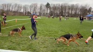 РАБОЧИЙ СУКИ / КЧК КРАСНОДАР 28 марта`26 З.Данильченко Моно немецких овчарок