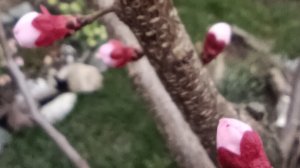 Прогулка по нашему Южному саду 29.03.2026