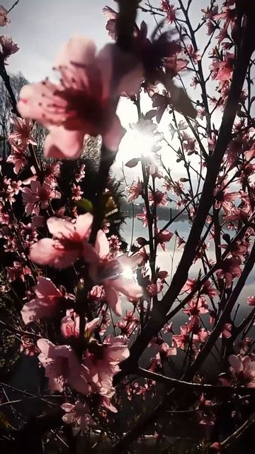 #ВЛЮБИЛСЯ С ПЕРВОГО ВЗГЛЯДА И ИЩУ ТЕБЯ