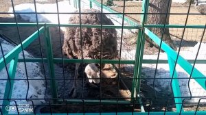 Весенняя прогулка по Костромскому зоопарку.