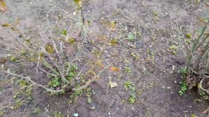 Я обнаружил оживление природы.  29.03.2026