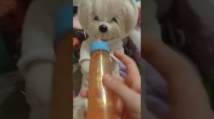 лаки доги 🐶💤💕