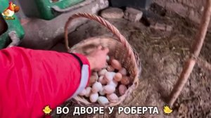 Содержание кур в домашних условиях и других птиц во дворе у Роберта 🐣🐤🦆🐔🪿🦃 (456)