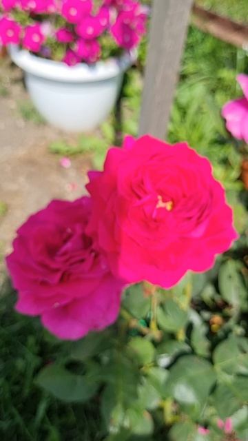 Роза Биг Перпл (Big Purple) моя красавица