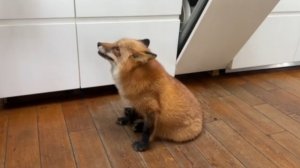 Лиса-Алиса. Лиса рассказывает, зачем ей курица со стола