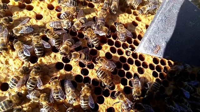 Пчеловодство Первые,,роды,, на пасеке 26  .