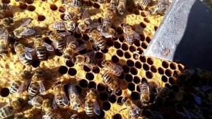 Пчеловодство Первые,,роды,, на пасеке 26  .