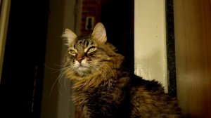 My magnificent gorgeous siberian cat test
