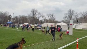 РАБОЧИЙ СУКИ / КЧК КРАСНОДАР 28 марта`26 З.Данильченко Моно немецких овчарок