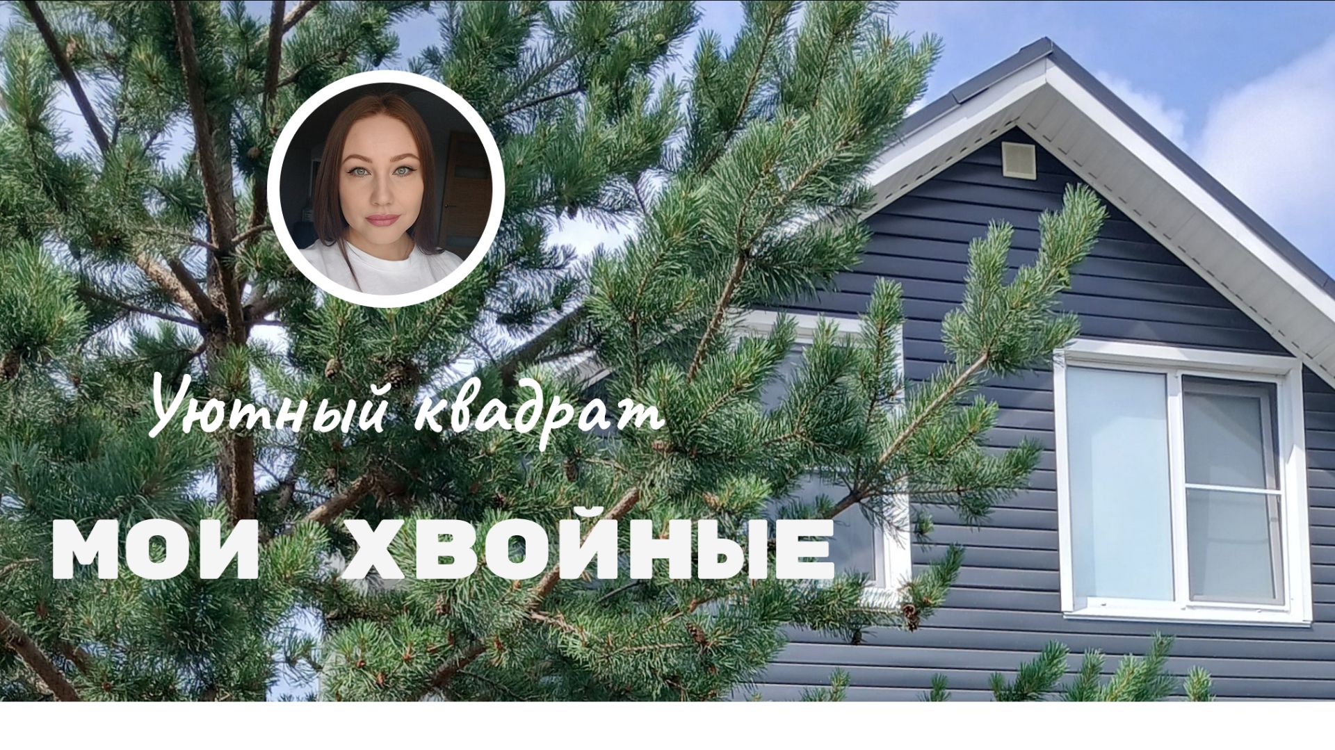 Мои хвойные растения.