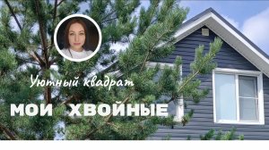 Мои хвойные растения.