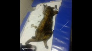 Нам срочно требуется ваша помощь!!!