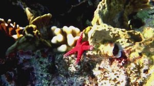 Фромия и аналогиум.НЕ торопыжки🤣. Красное море. Макади. Бухта  Шарм-Эль-Араб. Декабрь 2025.