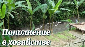 Фьёнг продала овощи и купила двух поросят на развод.