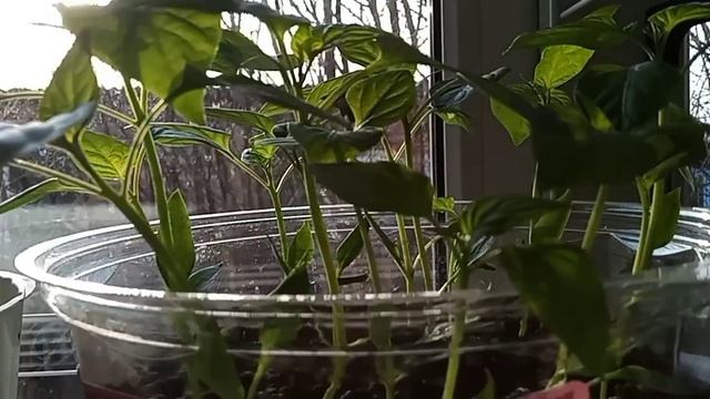 ПОСТРЯПАЛА🥯 РАССАДИЛА ЦВЕТОЧКИ🌱 ПРИБИРАЮ МЯСО🍗