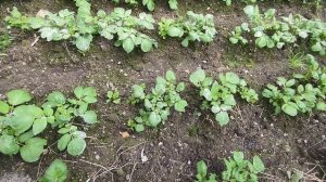 Специальное удобрение для картошки