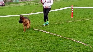 ЩЕНКИ КОБЕЛИ / КЧК КРАСНОДАР 28 марта`26 З.Данильченко Моно немецких овчарок