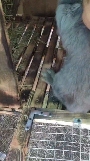 дом кроликам.mp4