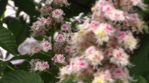 "БУКЕТ ЦВЕТОВ" - исполняет Любовь Князькова.  (Автор: Николай Зубрилин).