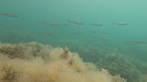 весенняя подводная охота ! пошла кефаль